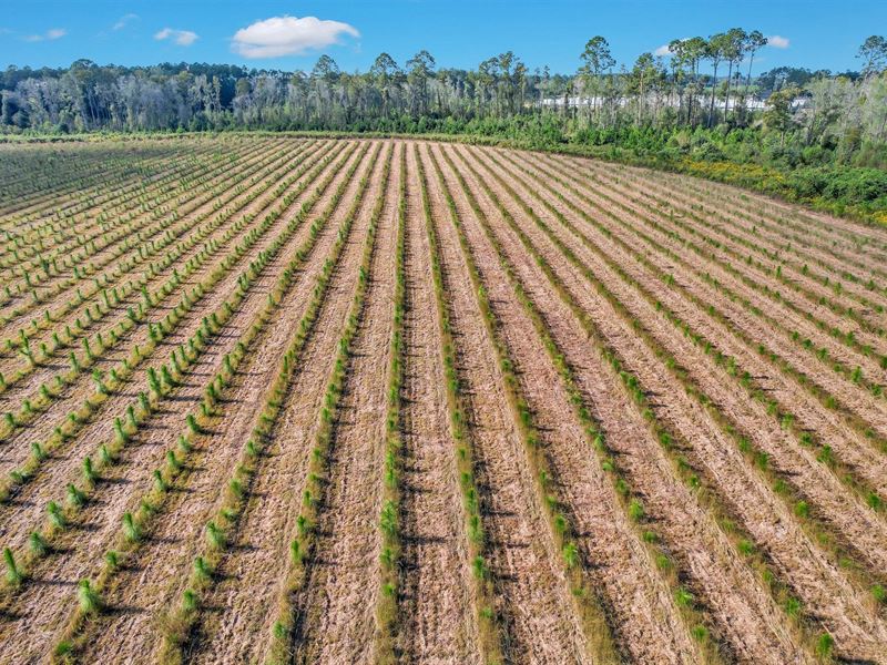 2.77 Acres Sellers Rd NW : Baxley : Appling County : Georgia