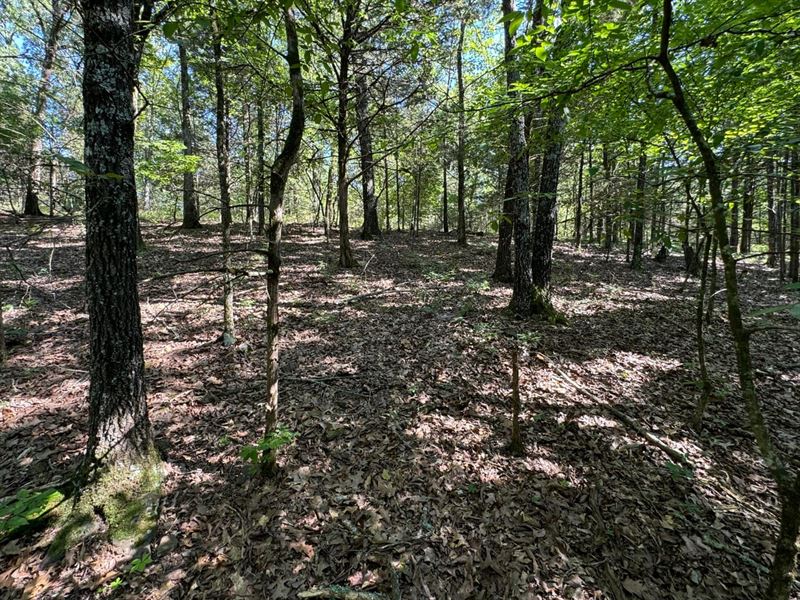 Summer Loop 12.22 : Cedarville : Crawford County : Arkansas