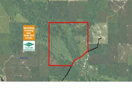 589 Ac Deer & Turkey Hunting : Columbia : Caldwell Parish : Louisiana