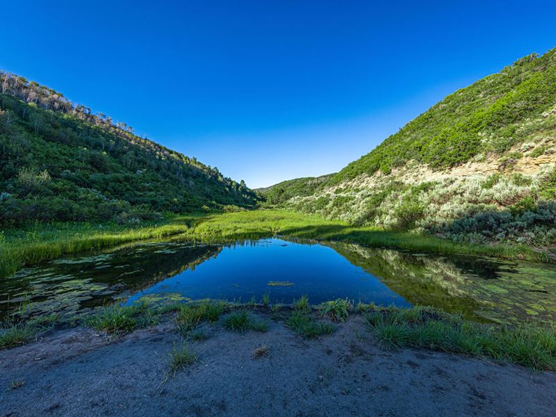 Springer Ranch : Hayden : Routt County : Colorado
