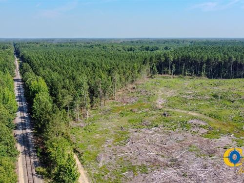 Old Deane Road Tract : Monticello : Drew County : Arkansas