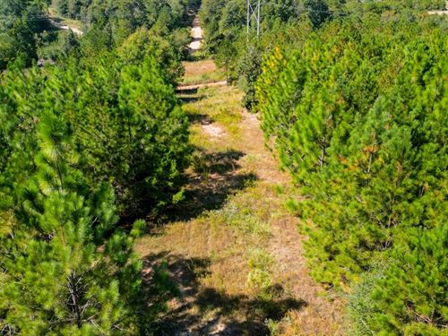 39.10 Acres In Wayne County, MS : Waynesboro : Wayne County : Mississippi