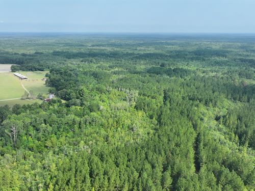 Satilla River Bottom Timberlands : Nahunta : Brantley County : Georgia