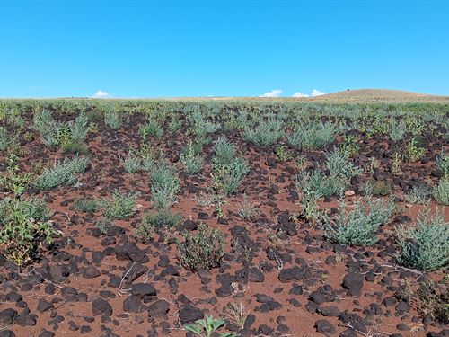 1.25 Acres in Concho Lakeland : Concho : Apache County : Arizona