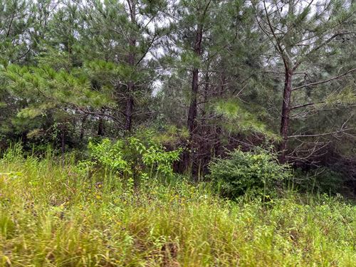 44 Acres, T-2, Off County Road 2064 : Crockett : Houston County : Texas