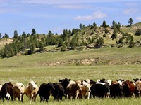 Holmes Ranch : Decker : Big Horn County : Montana