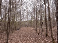 Central MS Hunting And Timber : Carthage : Leake County : Mississippi