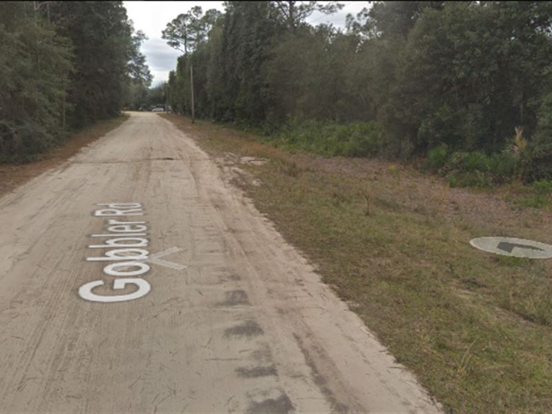 115 Gobbler Rd Lot on a Gravel Road : Interlachen : Putnam County : Florida