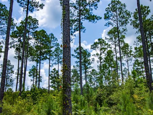 Spring Creek Farm Lot B 33 Ac : Cottonwood : Houston County : Alabama