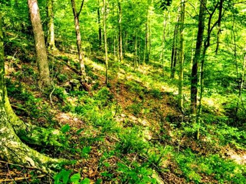 Treed Lot for Building or Investing : Marengo : Crawford County : Indiana