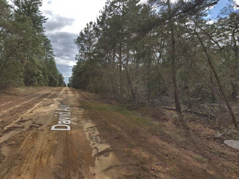 David Lot on a Gravel Road : Interlachen : Putnam County : Florida