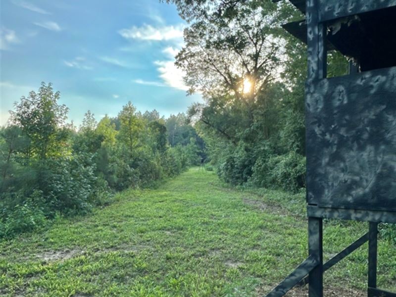 75 Acres in Treutlen County, Georgi : Soperton : Treutlen County : Georgia