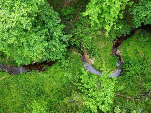 Wooded Wonder : Crewe : Nottoway County : Virginia