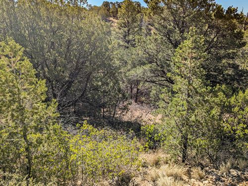 Your 0.63 Acre Playground Awaits : Timberon : Otero County : New Mexico