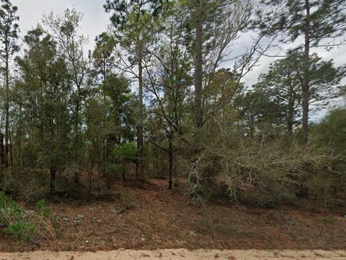 Treed Lot with Power Near Lakes : Interlachen : Putnam County : Florida