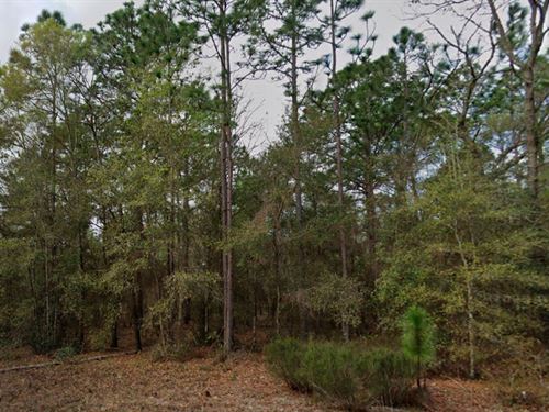 Treed Lot with Power Near Lakes : Interlachen : Putnam County : Florida