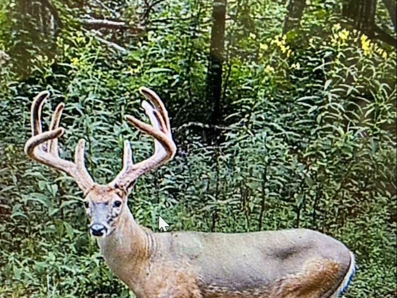 Aarons Creek Rd, 174 Acres, Lawre : Pedro : Lawrence County : Ohio