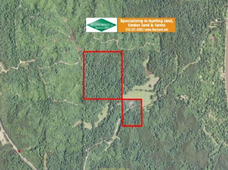 50 Ac Timberland, Hunting : Columbia : Caldwell Parish : Louisiana