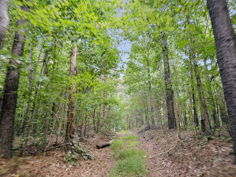 472 Acre Hunting Property : Holladay : Benton County : Tennessee