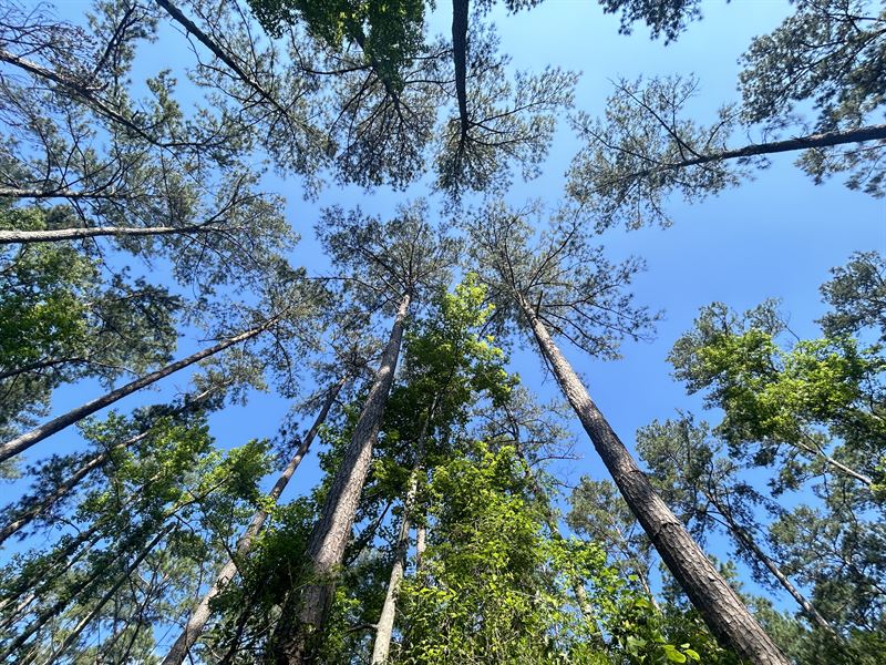 211.7 Acres in Pike County, MS : Magnolia : Pike County : Mississippi