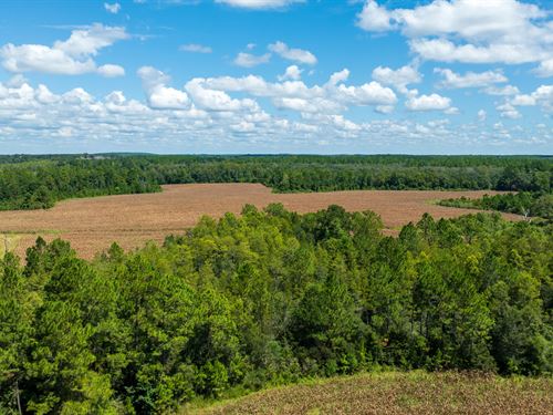 Panhandle Farm and Timberland : Vernon : Washington County : Florida