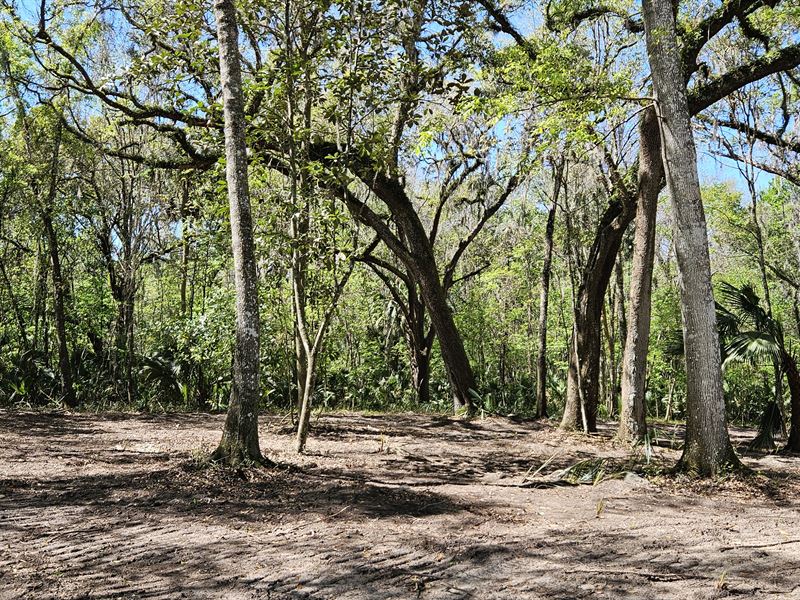 128 Acres in Micanopy, FL : Micanopy : Marion County : Florida