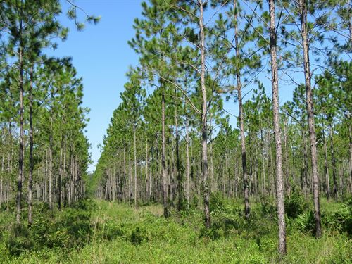 Interlachen Timber & Conservation : Palatka : Putnam County : Florida