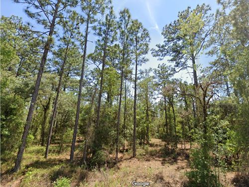 Own Quarter Acre Paradise $299 Down : Dunnellon : Marion County : Florida
