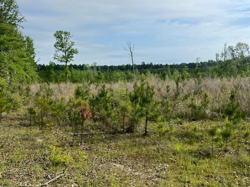 40 Acres Timberland for Sale North : Chatham : Jackson Parish : Louisiana