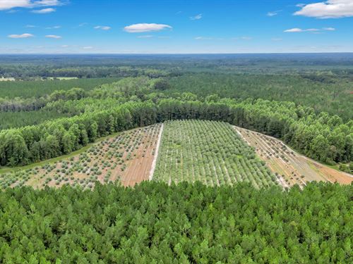 Georgia Olive Farmland and Business : Glennville : Tattnall County : Georgia
