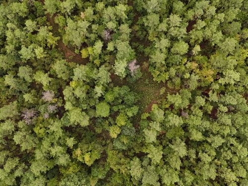 67 Acres In Carroll County, MS : Carrollton : Carroll County : Mississippi