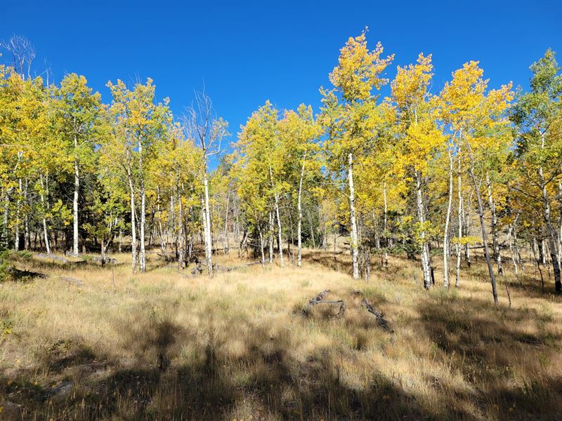 1117 Bellows Rd : Hartsel : Park County : Colorado