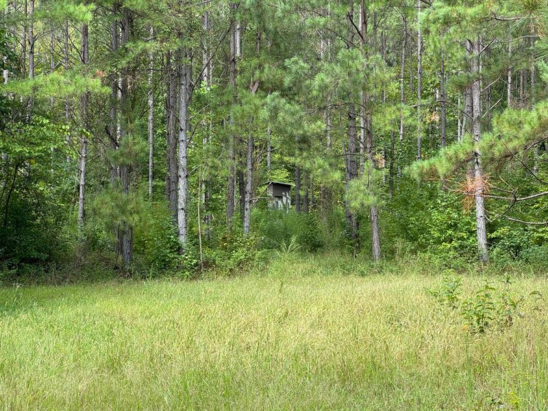 19 Ac Pine Plantation with Flow : Kellyton : Tallapoosa County : Alabama