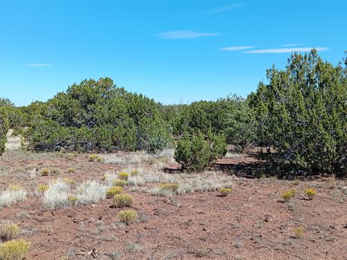1.16 Acre Lot in Show Low Pines : Concho : Apache County : Arizona