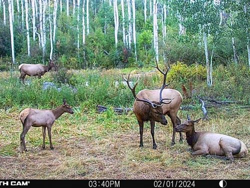 Buckhorn Lakes Hunting Ranch : Montrose : Colorado