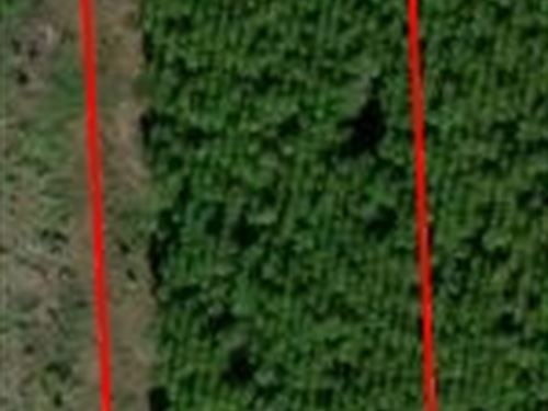 Andrew's Grove Lot 8 : Hilliard : Nassau County : Florida