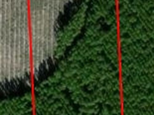 Andrew's Grove Lot 10 : Hilliard : Nassau County : Florida