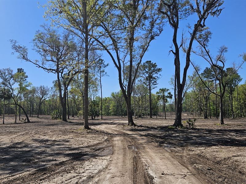 84 Acres in Micanopy, Florida : Micanopy : Marion County : Florida
