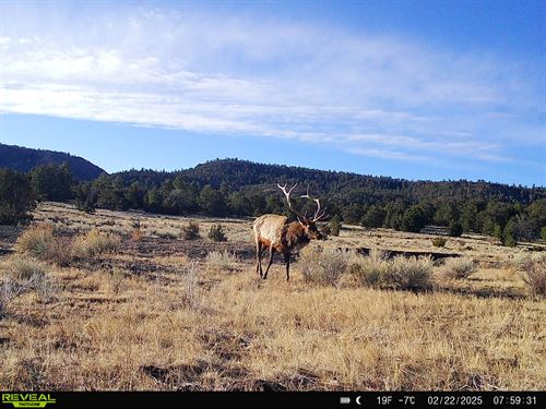 Mangitas Springs Ranch : Quemado : Catron County : New Mexico