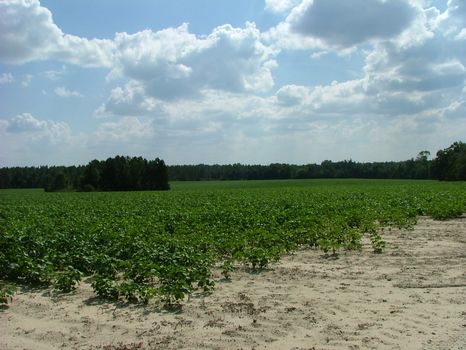 127 +/- Acres : Waynesboro : Burke County : Georgia