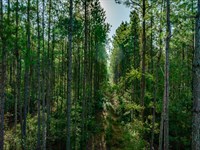 Bayboro 31B-1 : Loris : Horry County : South Carolina