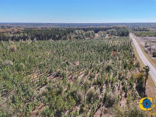 Mt. Pisgah Tract : Jefferson : Kershaw County : South Carolina