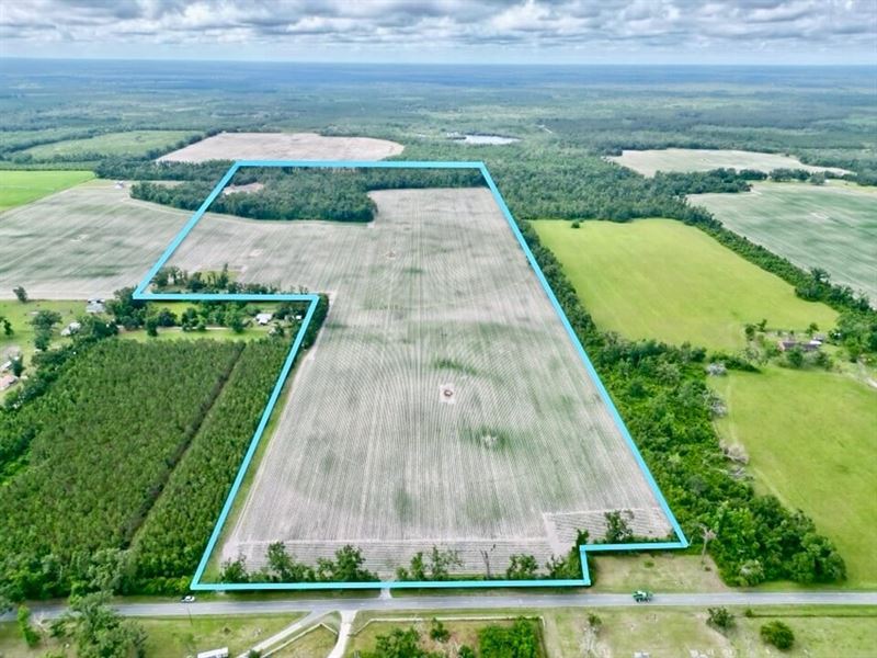 Barrington Farms : Mayo : Lafayette County : Florida