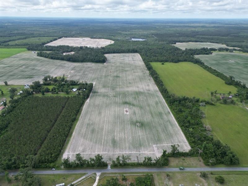 Barrington Farms : Mayo : Lafayette County : Florida