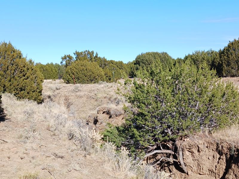 1.14 Acres in Park Show Low : Concho : Apache County : Arizona