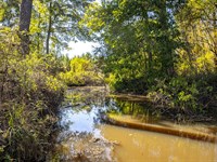 Hunting And Homesite With Creek : Osyka : Pike County : Mississippi