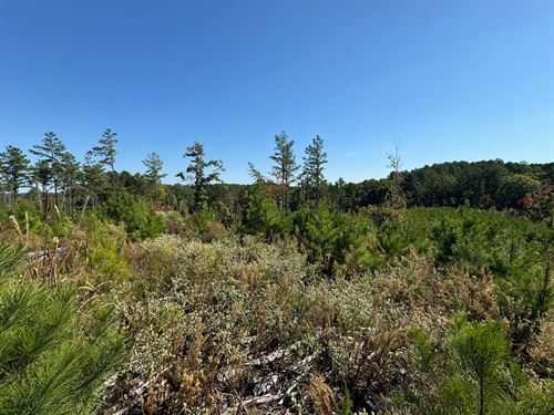 160.2 Acres In Yalobusha County, MS : Coffeeville : Yalobusha County : Mississippi