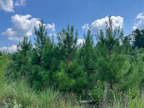 30 Acres For Sale Bienville, LA : Bienville : Louisiana