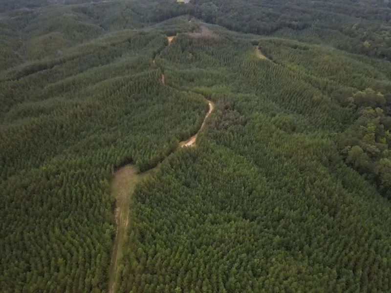 100 Acres in Amite County, MS : Crosby : Amite County : Mississippi