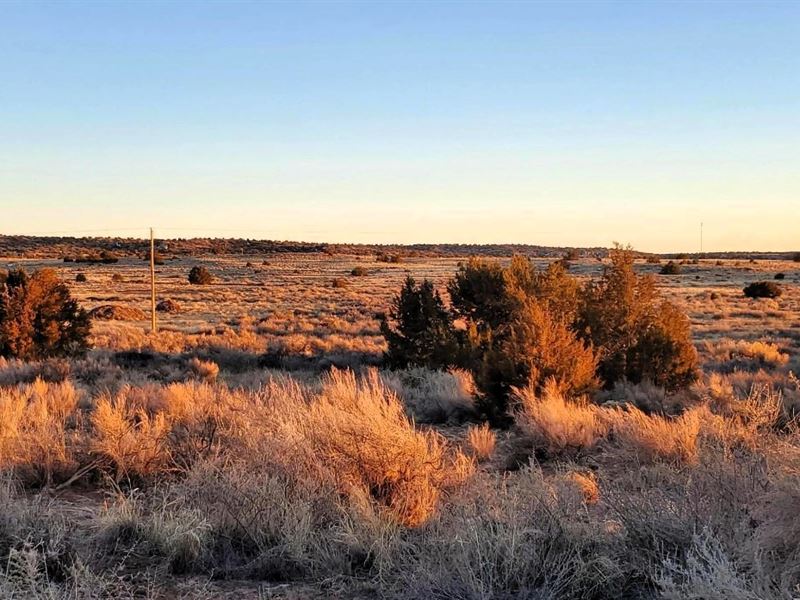Sunshine, Cacti & Freedom $149 Down : Sanders : Apache County : Arizona